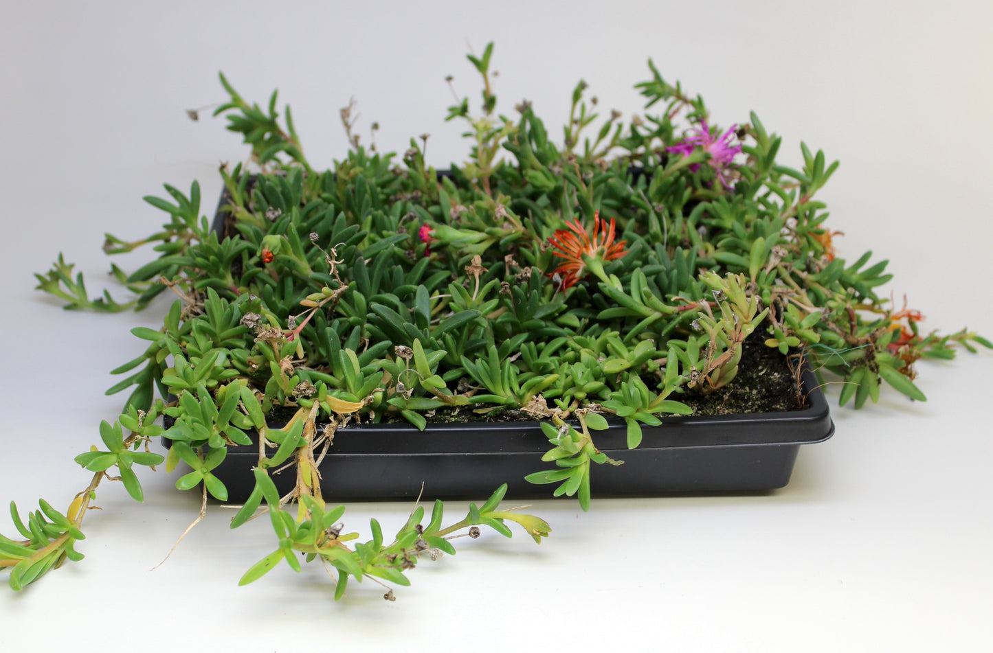 Iceplants WOW Series™ on Coco Fiber Mat 1 Tray R132058