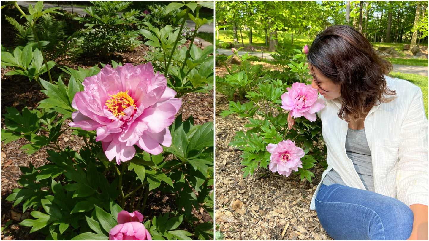 Extended Bloom Itoh Peony 1 pc. R67202 (choice of color)