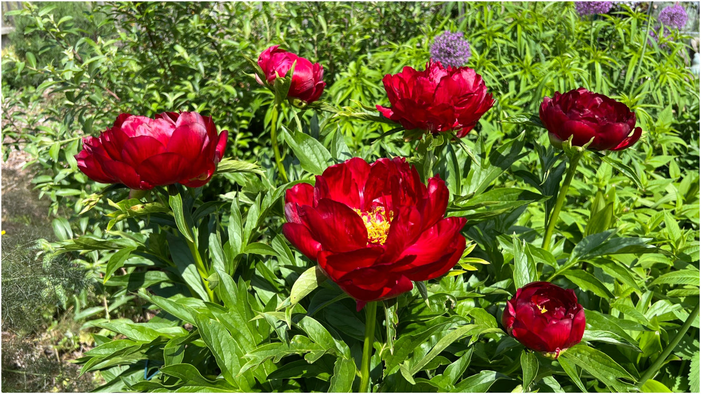 Extended Bloom Itoh Peony 1 pc. R67202 (choice of color)