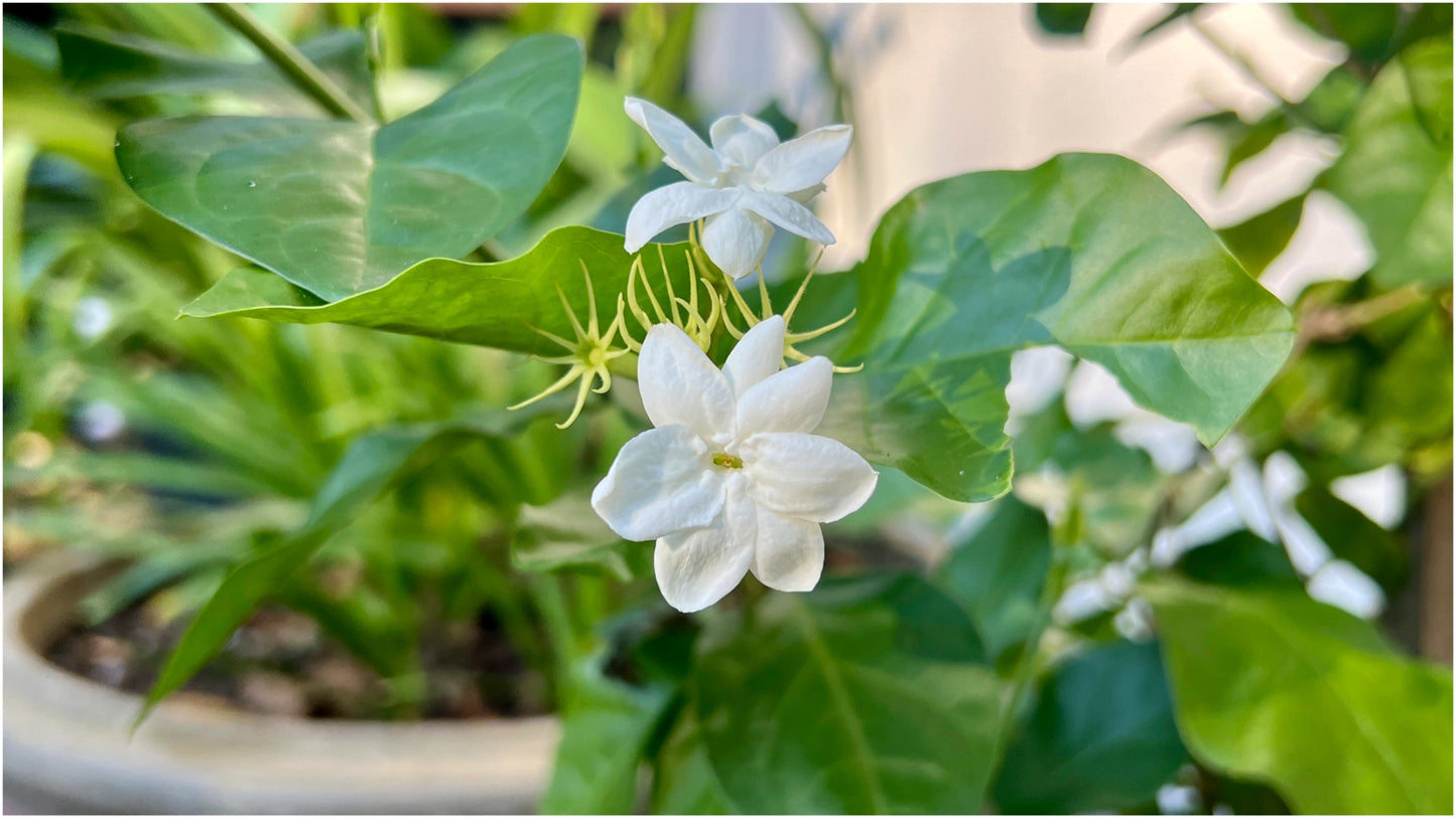 Hawaiian Pikake Jasmine 1 pc. **Ships early May** R132111