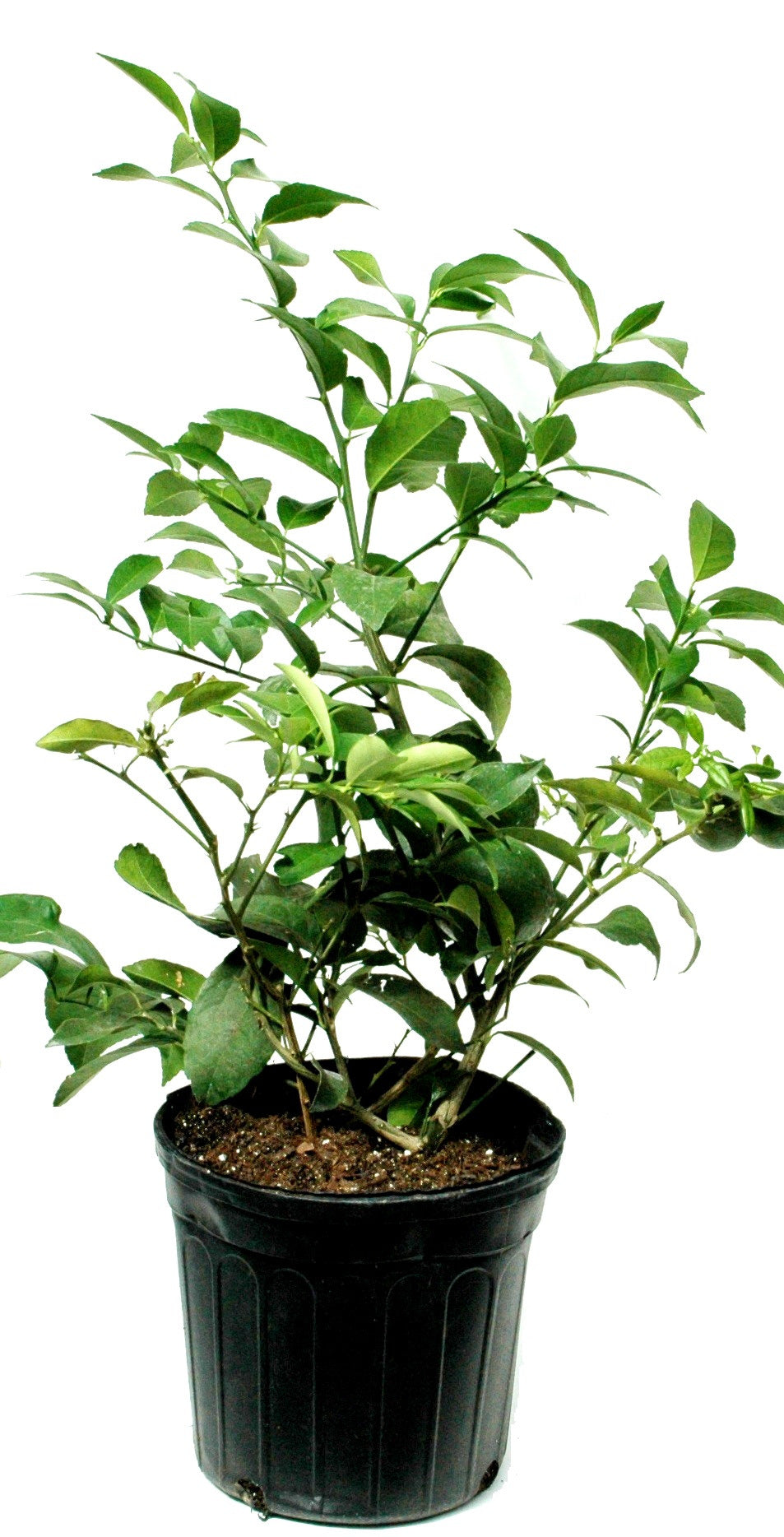 Key Lime Citrus Tree 1 pc. R71791**NonZoned- Ships mid May**