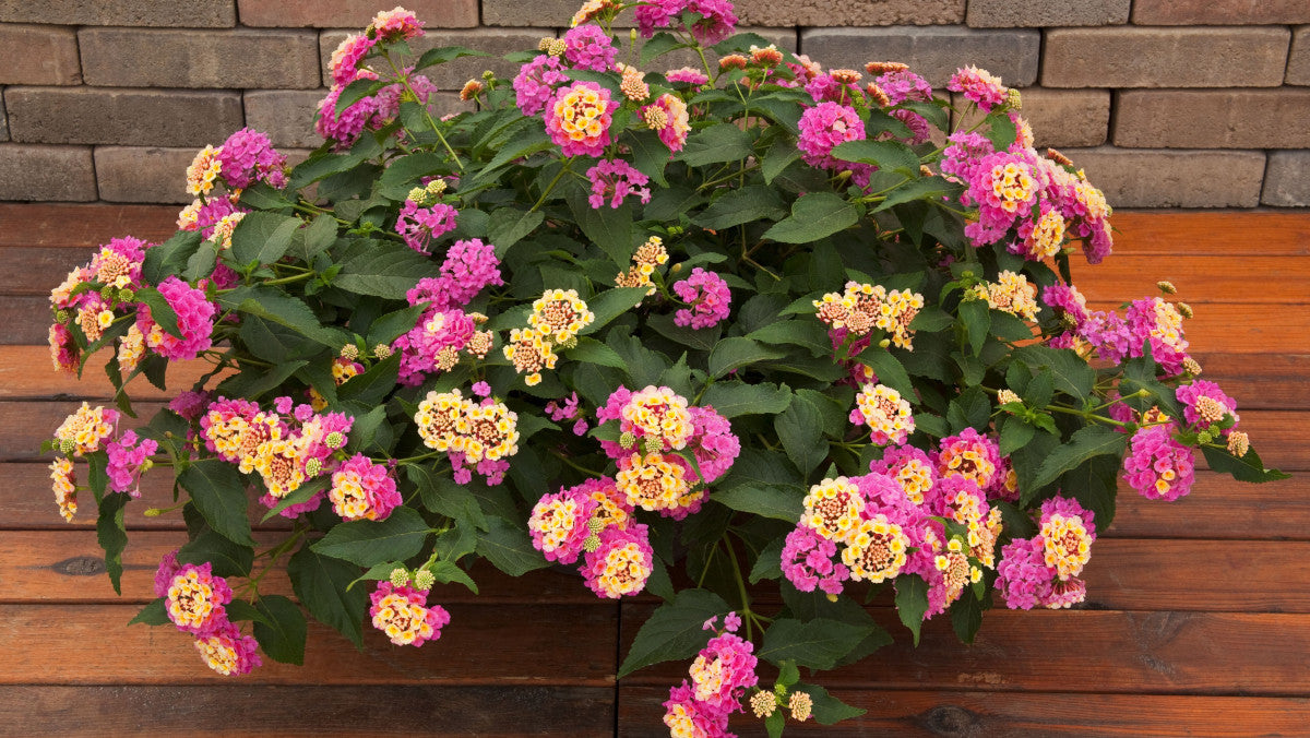 Lantana Passion Fruit Pink and Yellow 3 pc. R132197