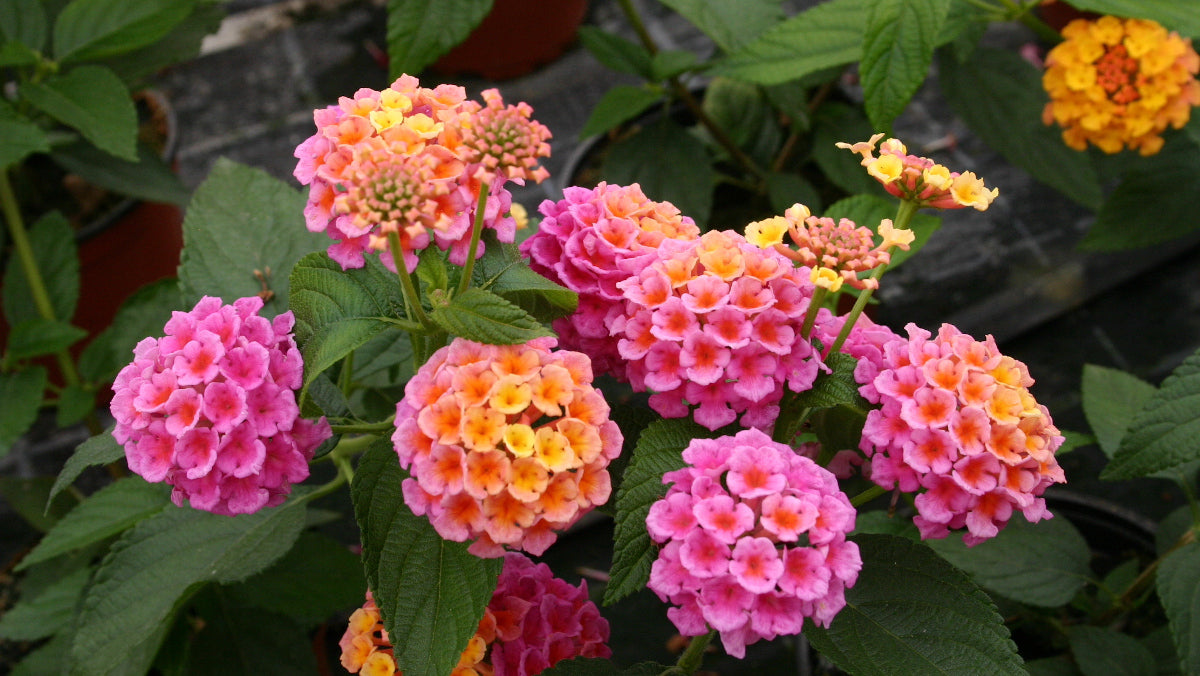 Lantana Passion Fruit Pink and Yellow 3 pc. R132197