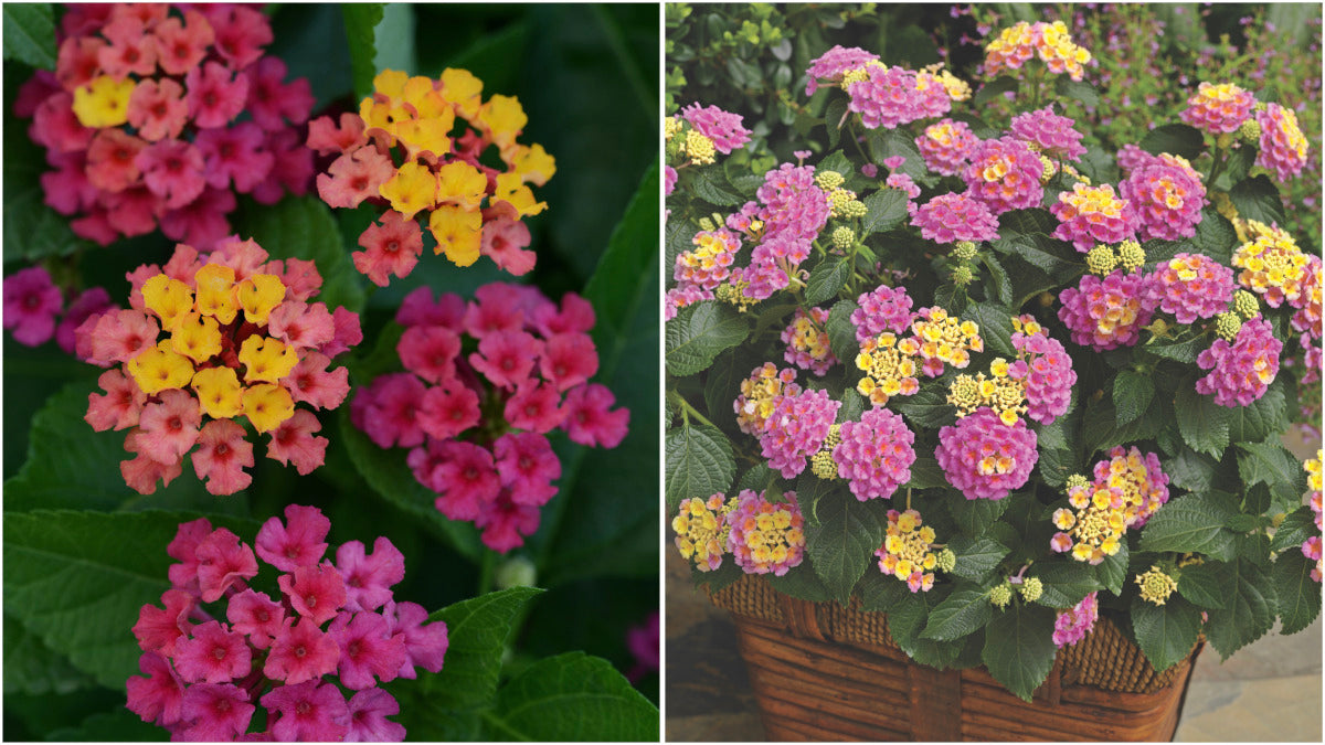 Lantana Passion Fruit Pink and Yellow 3 pc. R132197