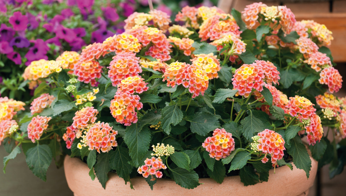 Lantana Passion Fruit Pink and Yellow 3 pc. R132197