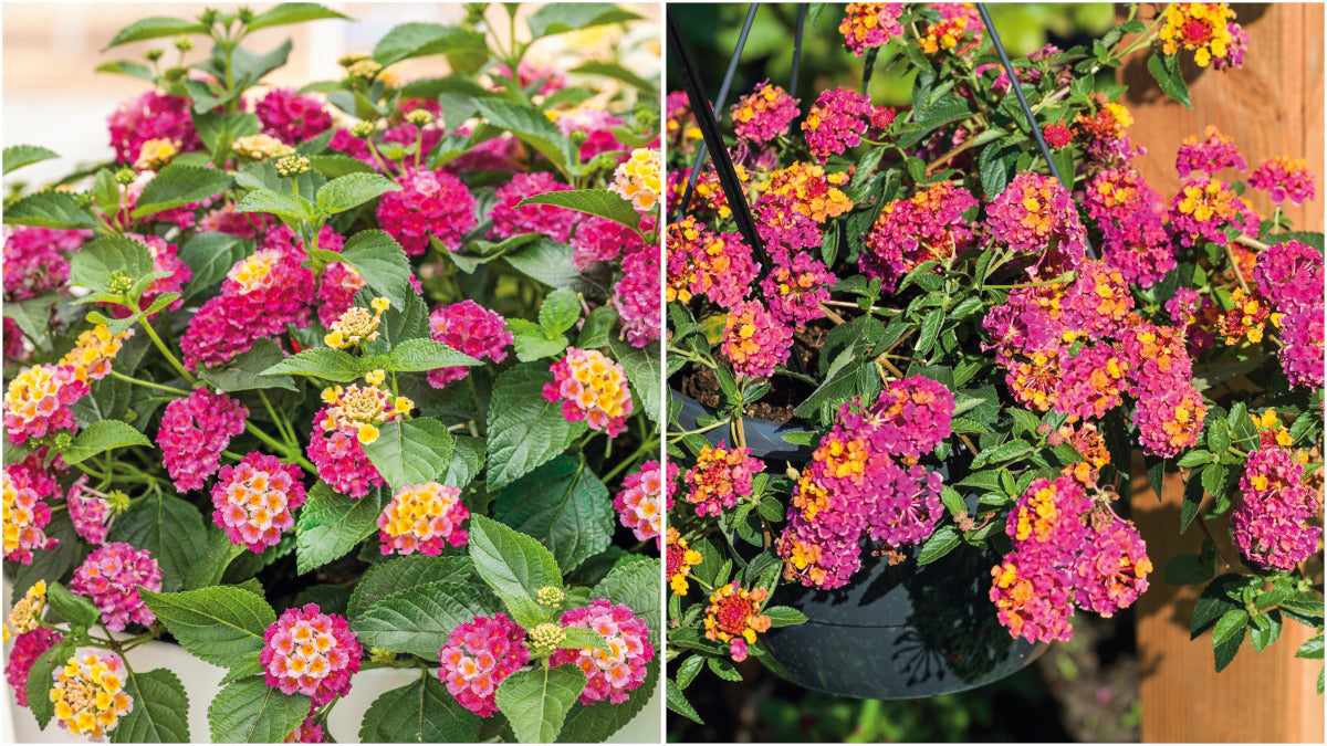 Lantana Passion Fruit Pink and Yellow 3 pc. R132197