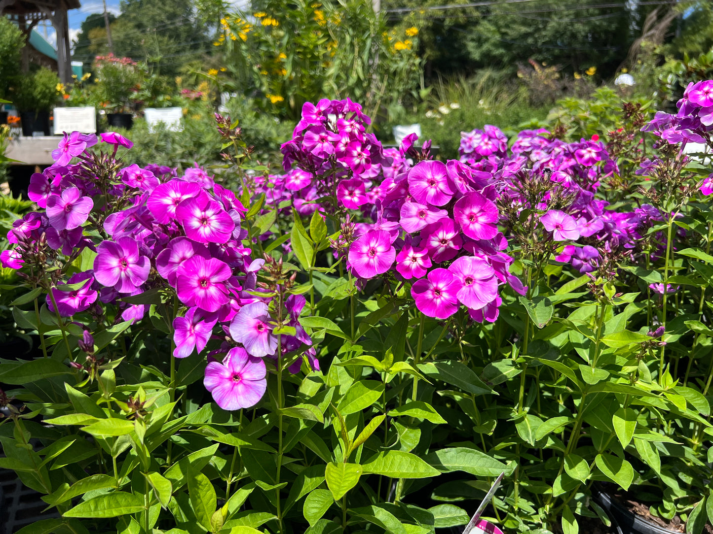 Phlox Upright Large Flowering Garden 4 pc. R132127