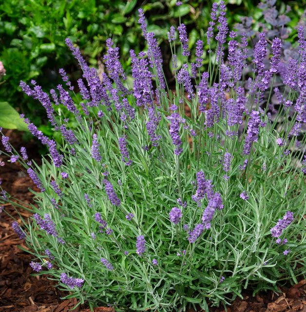 American Bred Sensational™ Purple Lavender 3 pc. R132114