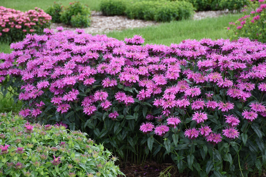 Beebalm BeeMine™  Monarda 3 pc. R132120