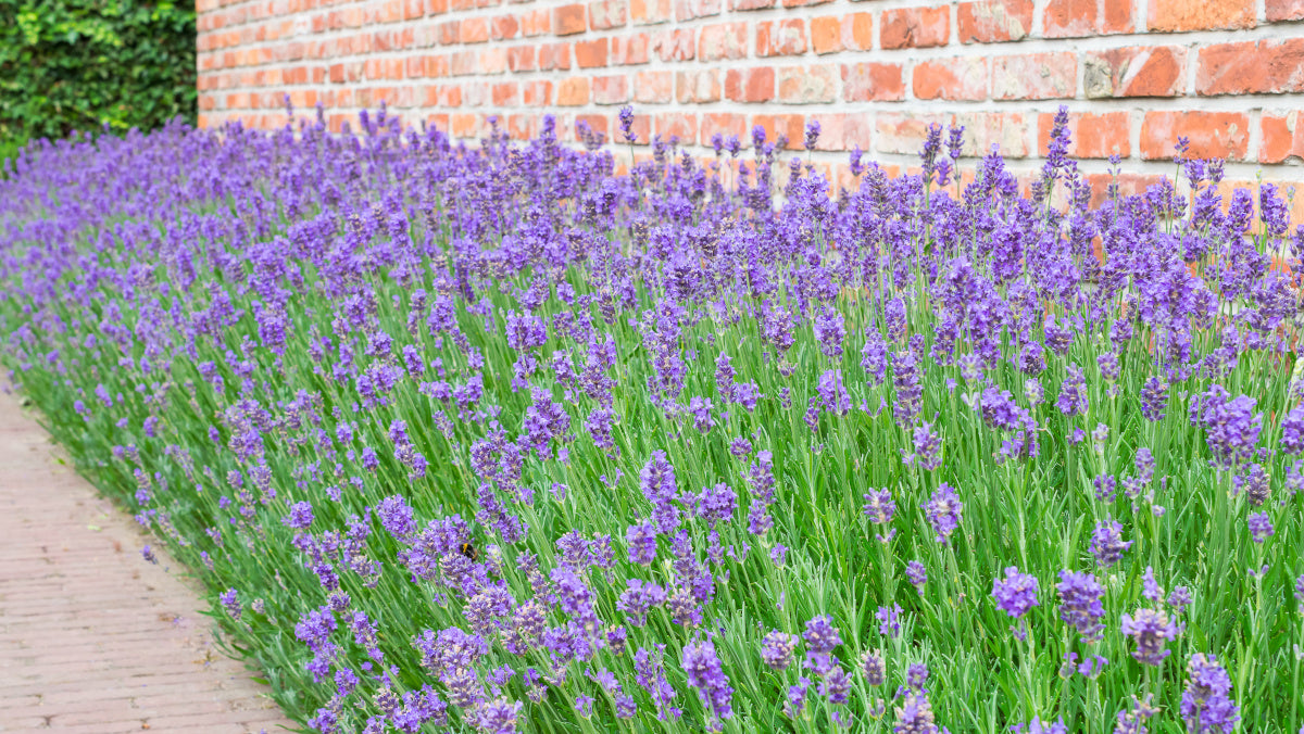 American Bred Sensational™ Purple Lavender 3 pc. R132114