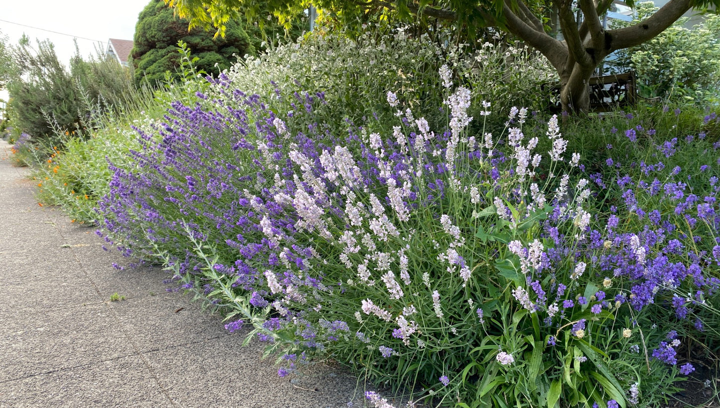 Lavender Big Time Blue and White Combo 3 pc. - R132171