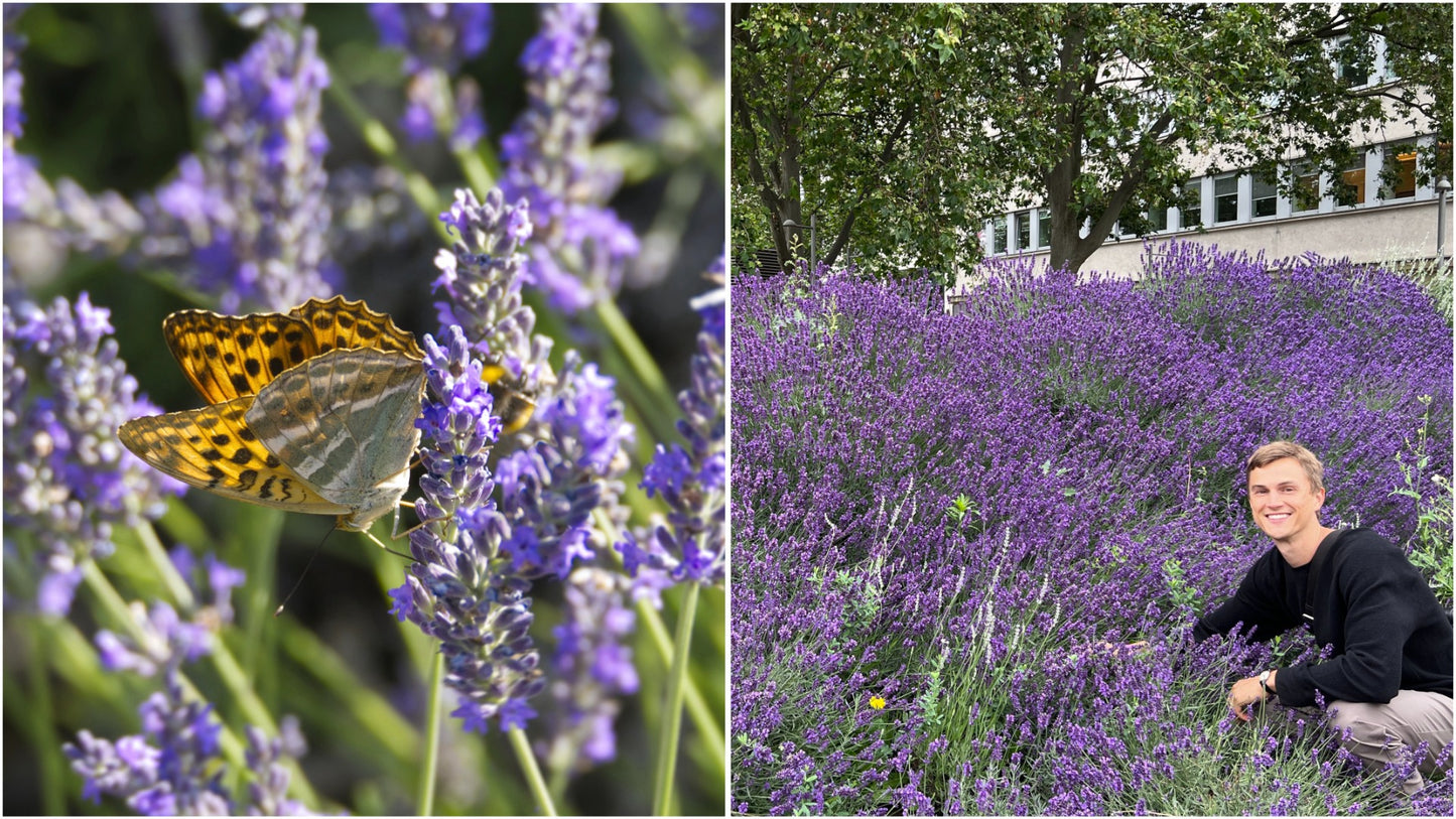 American Bred Sensational™ Purple Lavender 3 pc. R132114