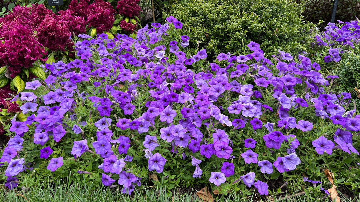 Petunias Durabloom® Series with Fertilizer Sample 4 pc. R132125