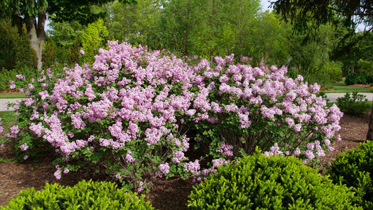 Lilac Flowerfesta® Reblooming 1 pc. R132159