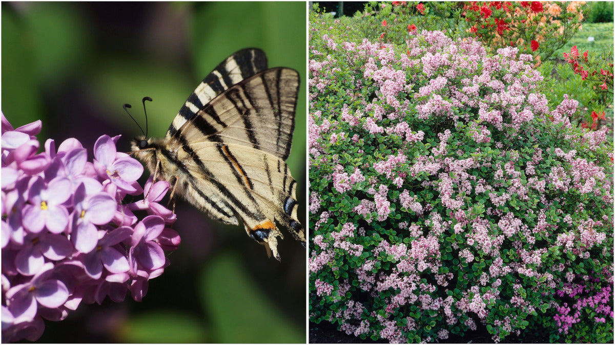 Summer Blooming Baby Lilac 1 pc. R132115