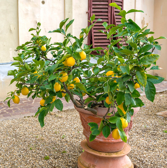 Improved Meyer Lemon Tree 1 pc. R61274