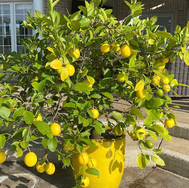 Improved Meyer Lemon Tree 1 pc. R61274