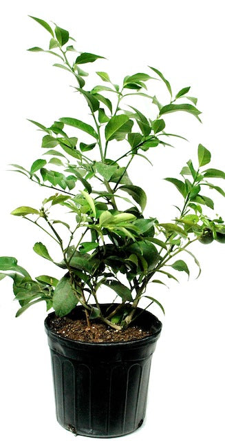 Improved Meyer Lemon Tree 1 pc. R61274