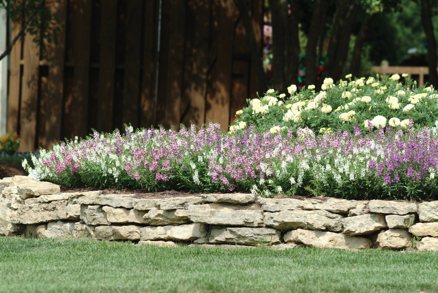 Angelonia Serenita® Series 3 pc. R132183