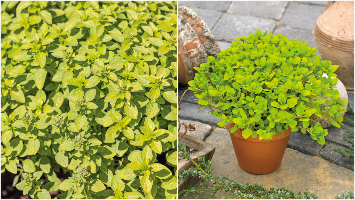 Oregano Golden Flowering Groundcover 6 pc. R95046