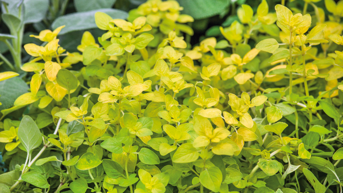 Oregano Golden Flowering Groundcover 6 pc. R95046