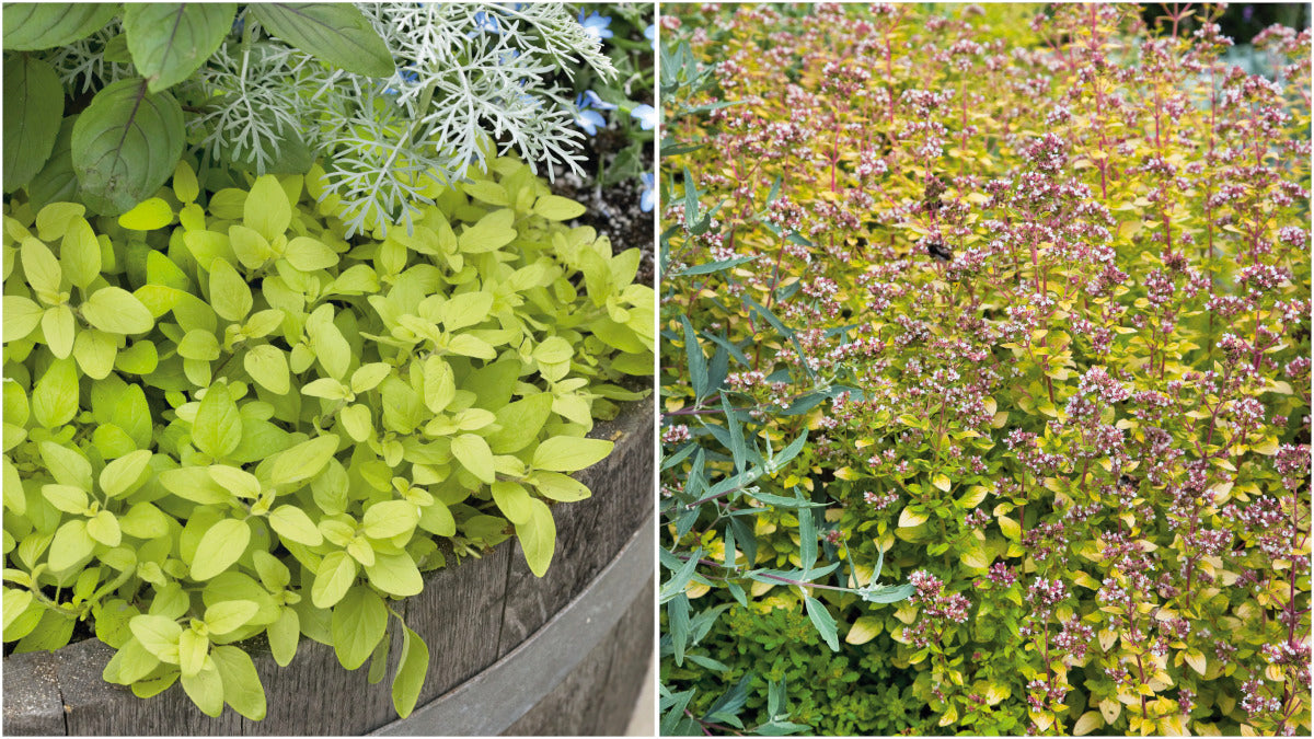 Oregano Golden Flowering Groundcover 6 pc. R95046