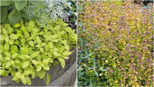 Oregano Golden Flowering Groundcover 6 pc. R95046