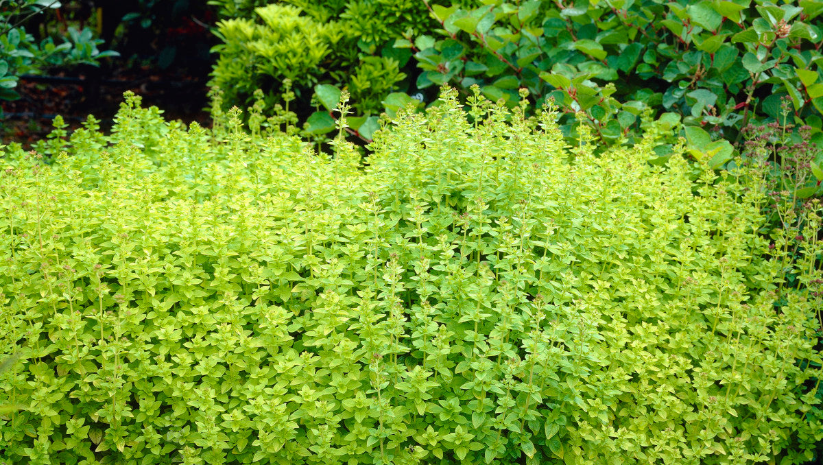 Oregano Golden Flowering Groundcover 6 pc. R95046