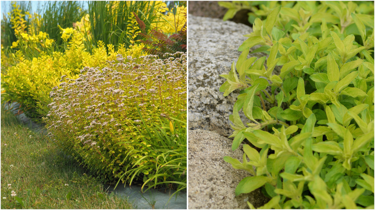 Oregano Golden Flowering Groundcover 6 pc. R95046