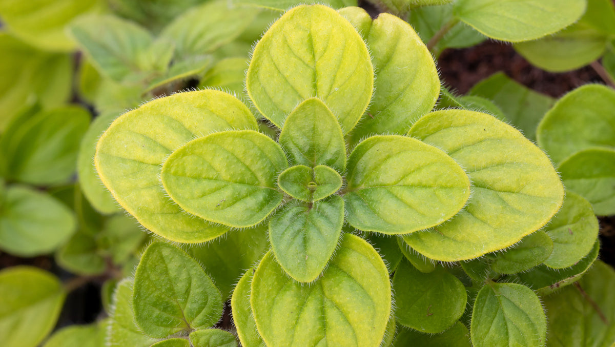 Oregano Golden Flowering Groundcover 6 pc. R95046