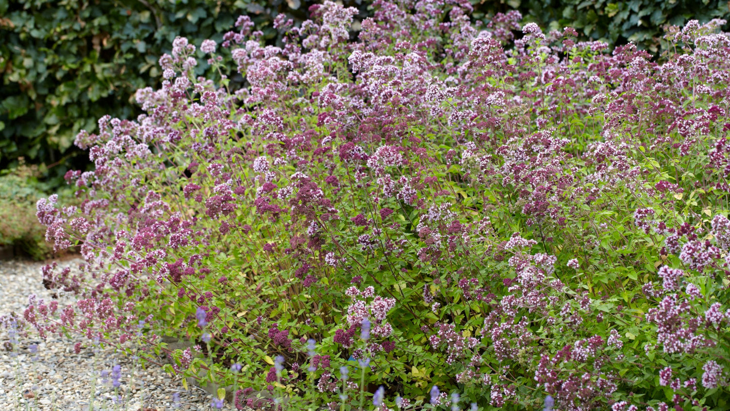 Oregano Golden Flowering Groundcover 6 pc. R95046