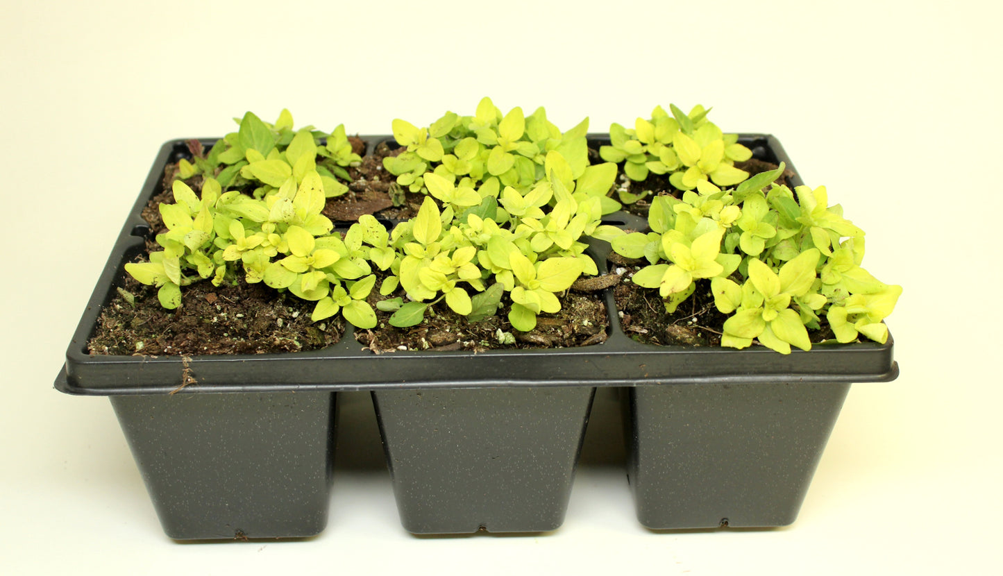 Oregano Golden Flowering Groundcover 6 pc. R95046