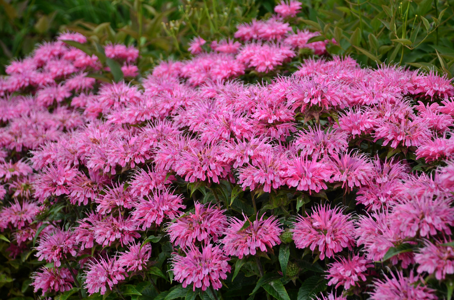 Beebalm BeeMine™  Monarda 3 pc. R132120