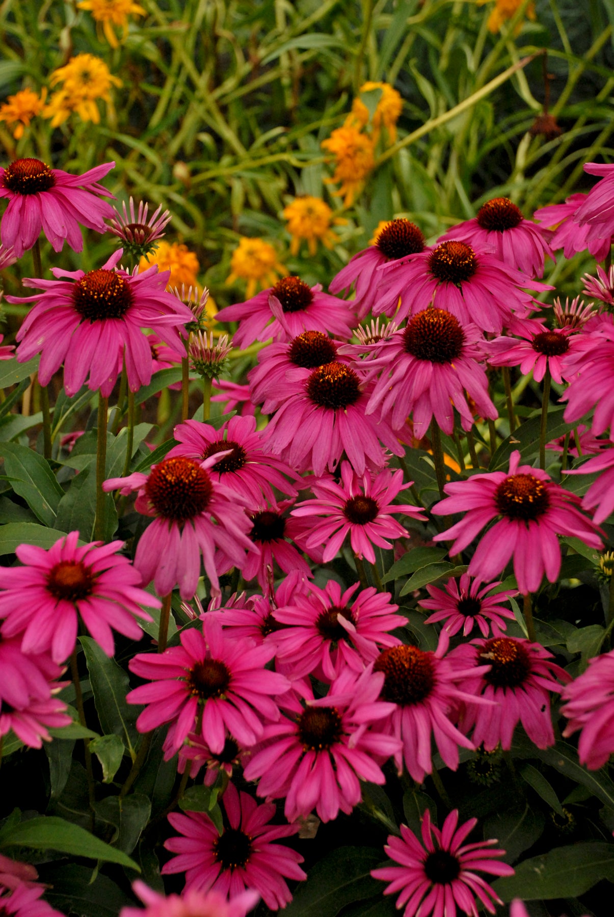 Echinacea Sunmagic® Vintage Coneflowers 3 pc. R132059