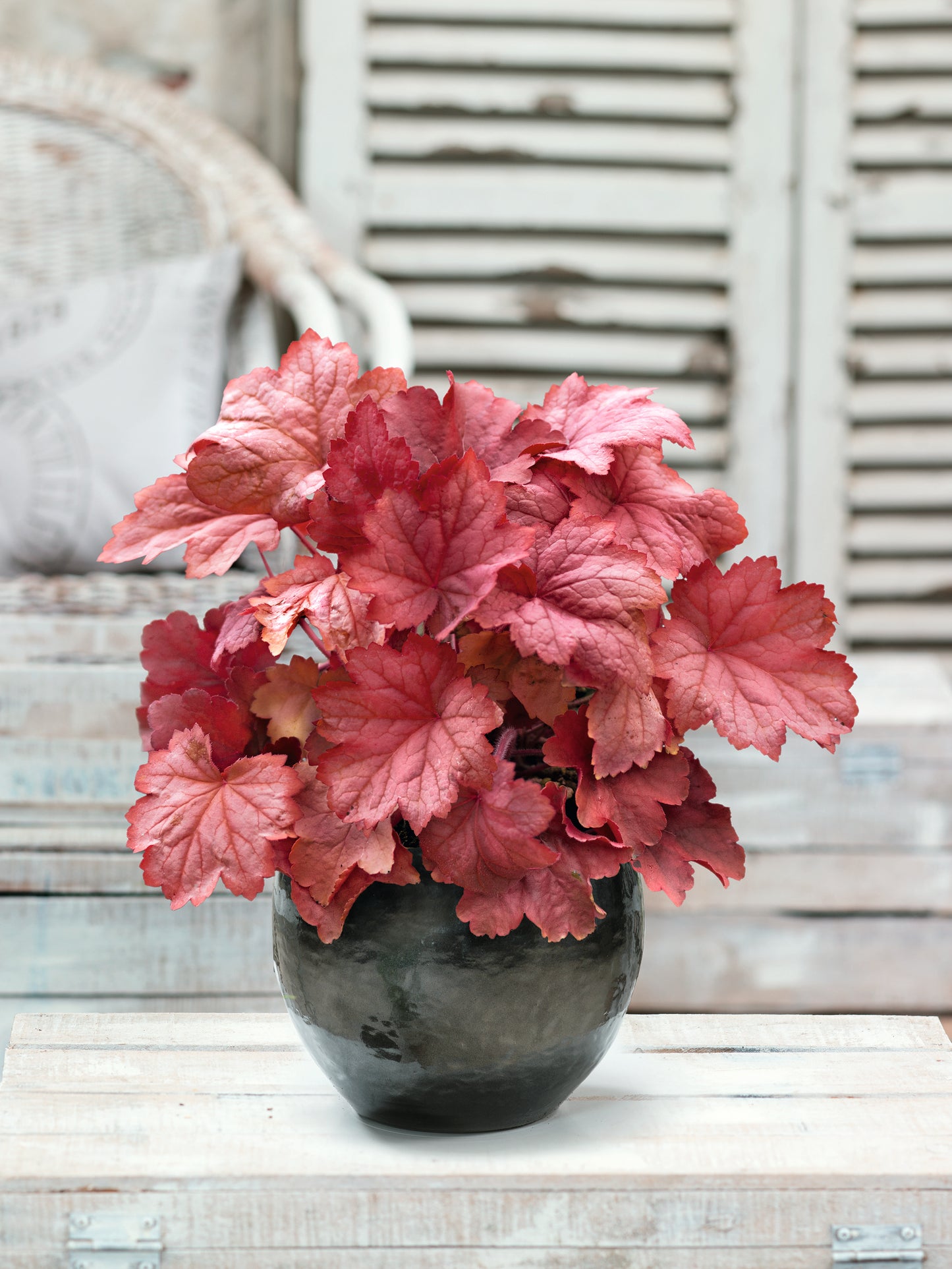 Coral Bells Shade Loving 3 pc. R132079