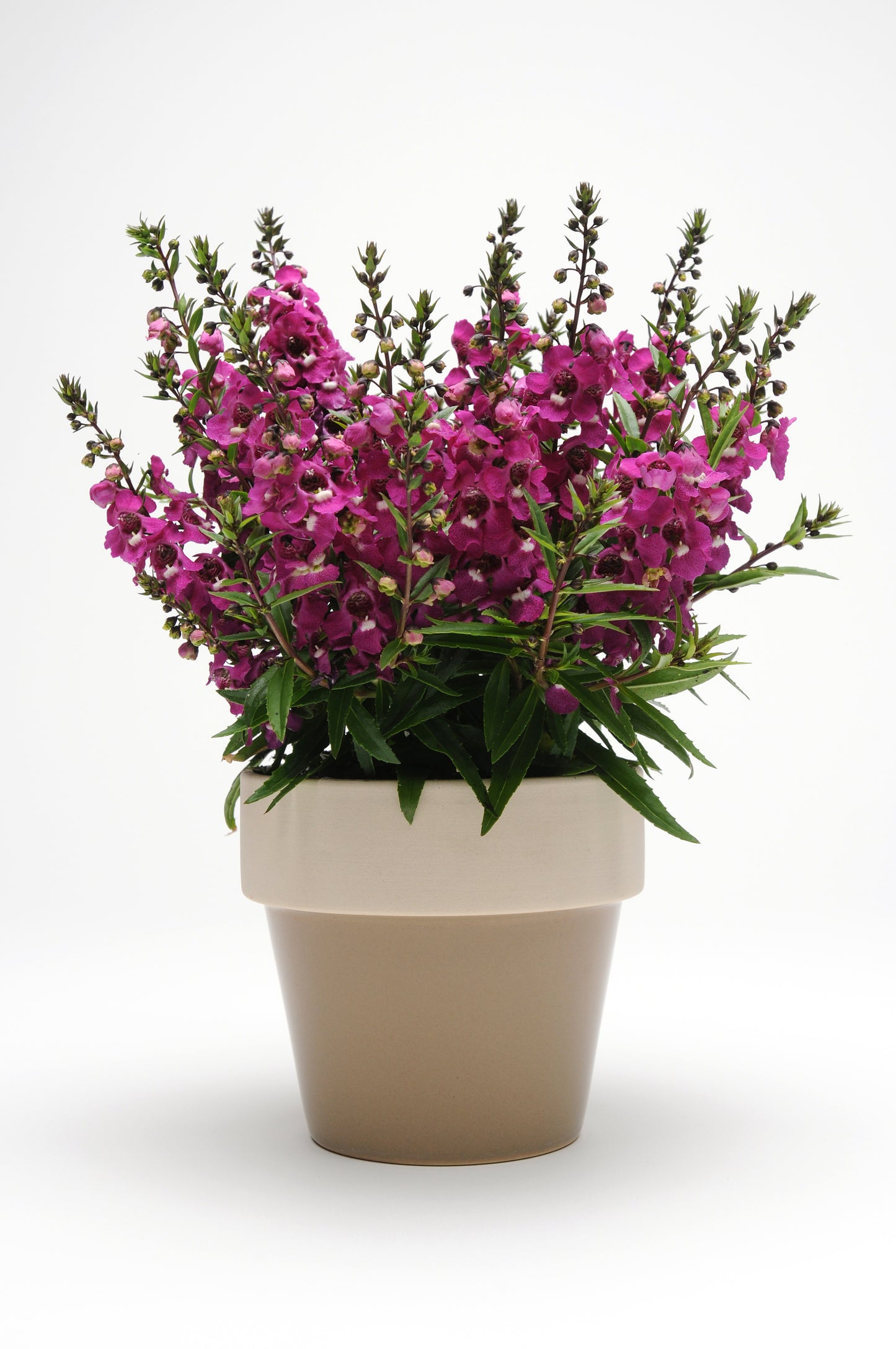 Angelonia Serenita® Series 3 pc. R132183