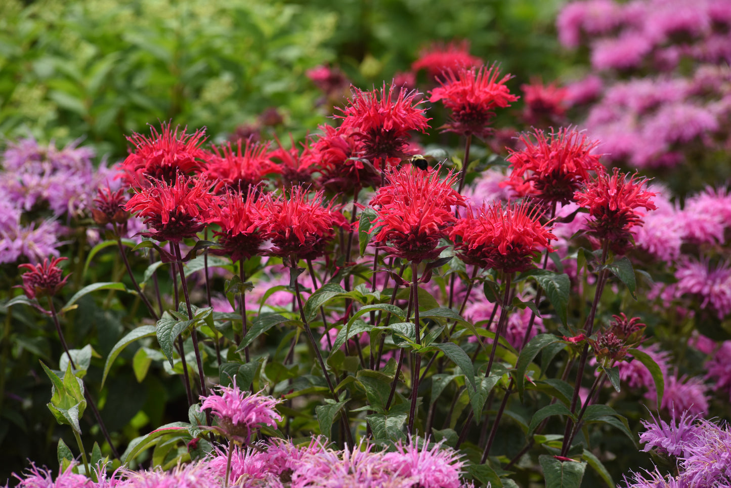 Beebalm BeeMine™  Monarda 3 pc. R132120