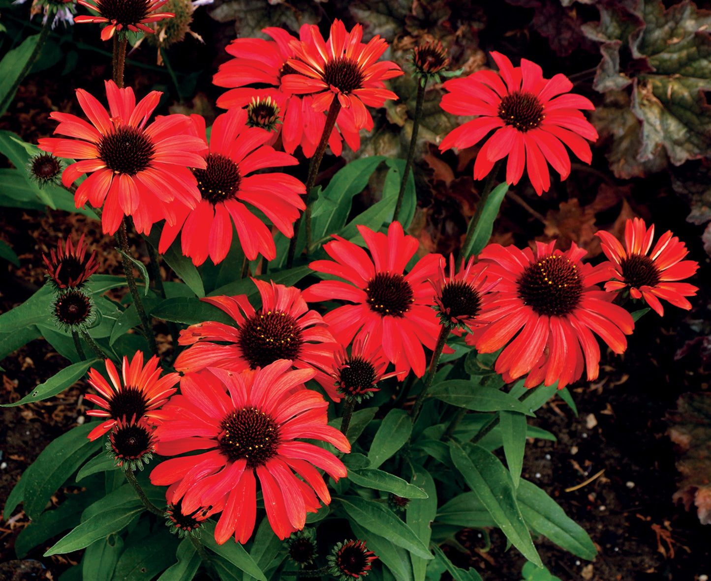 Echinacea Sunmagic® Vintage Coneflowers 3 pc. R132059