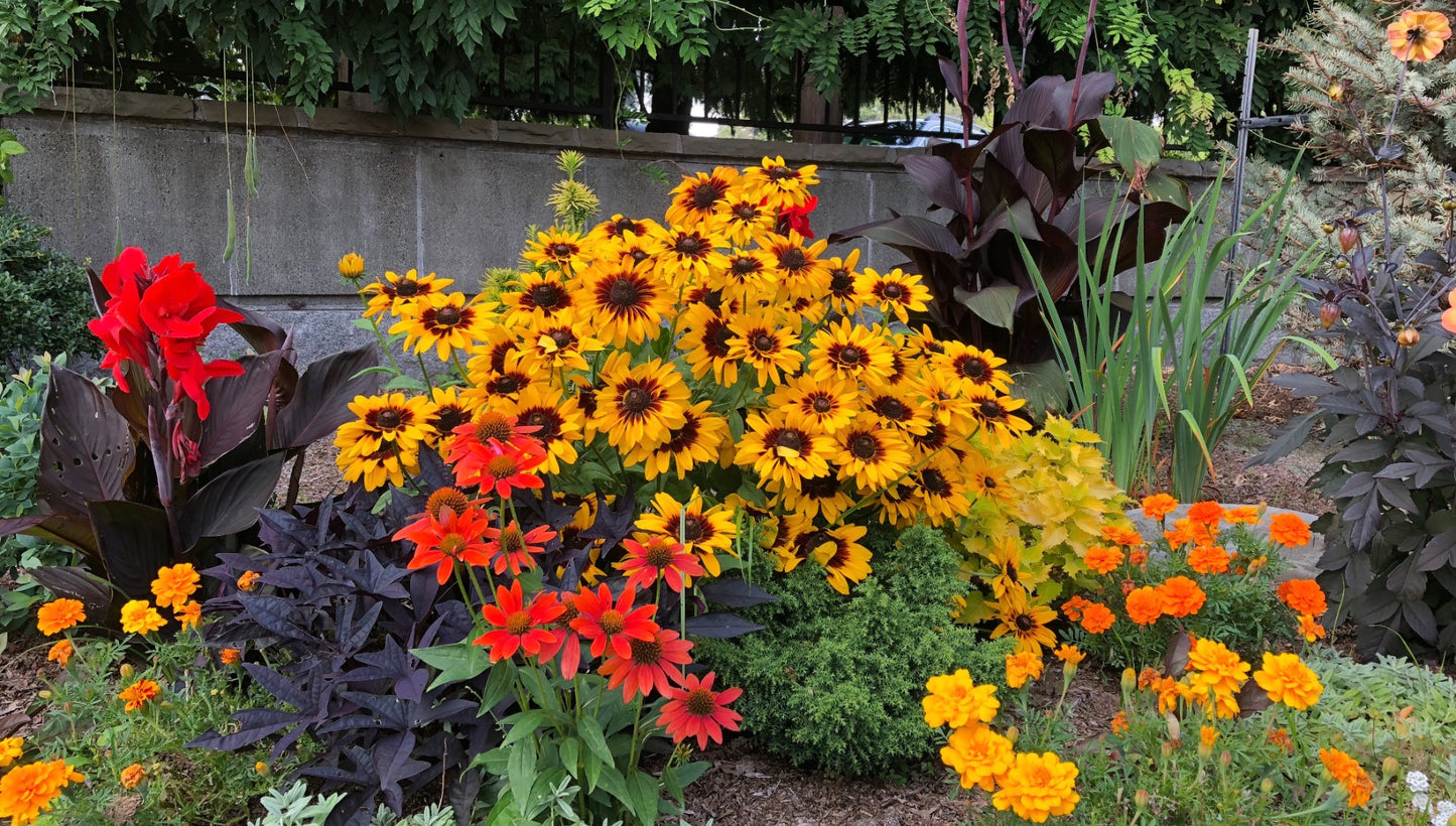 Minibeckia Flame™ Rudbeckia 1 pc. R95109