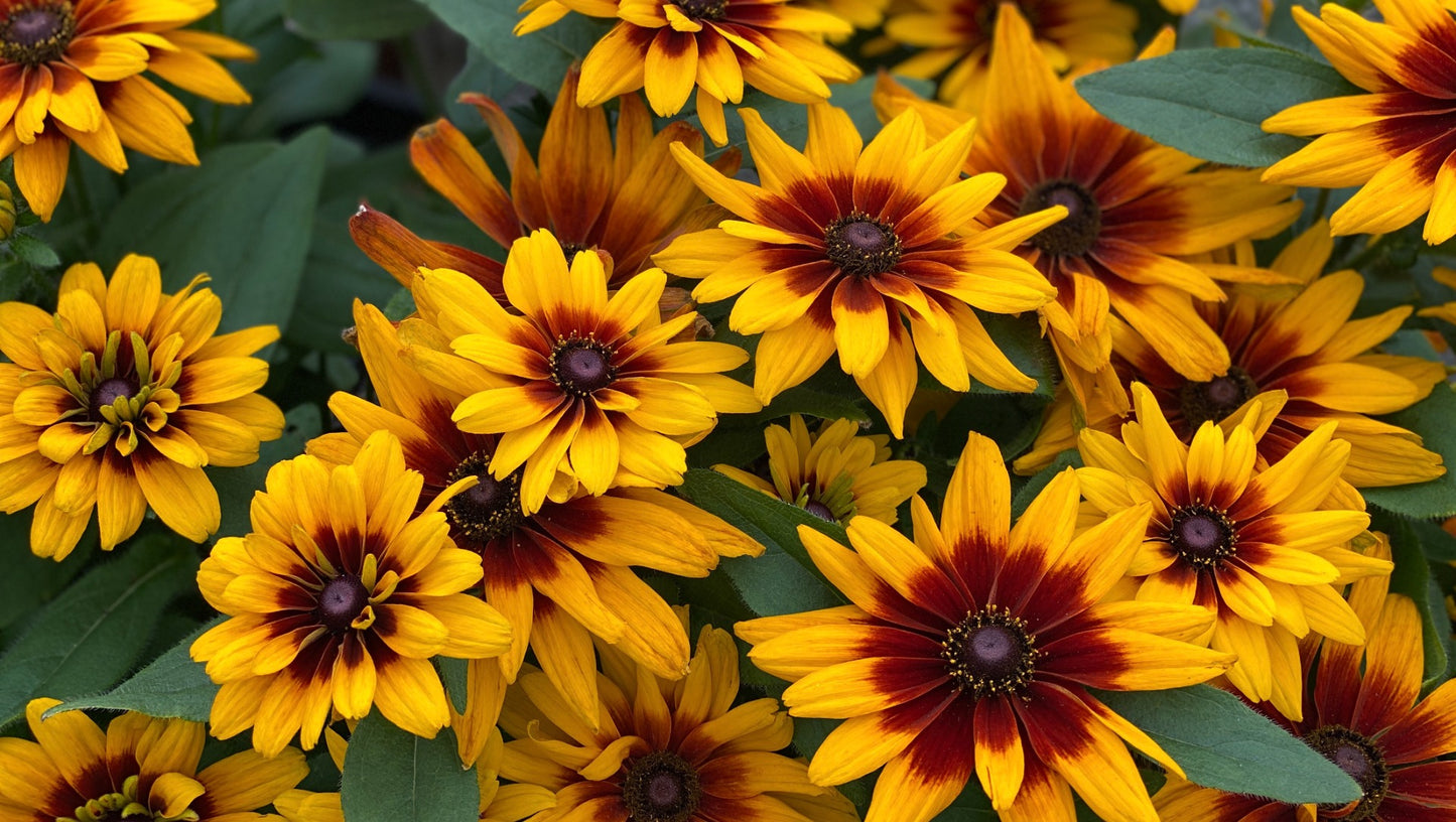 Minibeckia Flame™ Rudbeckia 1 pc. R95109