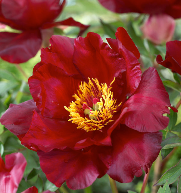 Extended Bloom Itoh Peony 1 pc. R67202 (choice of color)