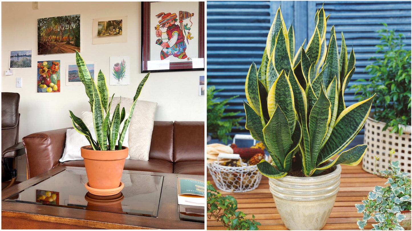 Snake Plant Mother-in-Law's Tongue Houseplant 2 pc. R132220