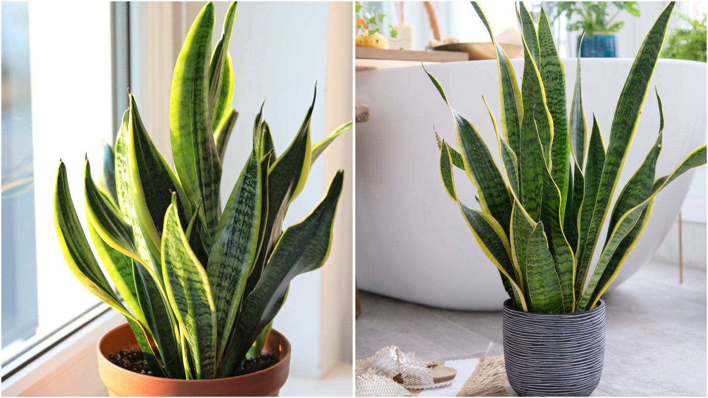 Snake Plant Mother-in-Law's Tongue Houseplant 2 pc. R132220