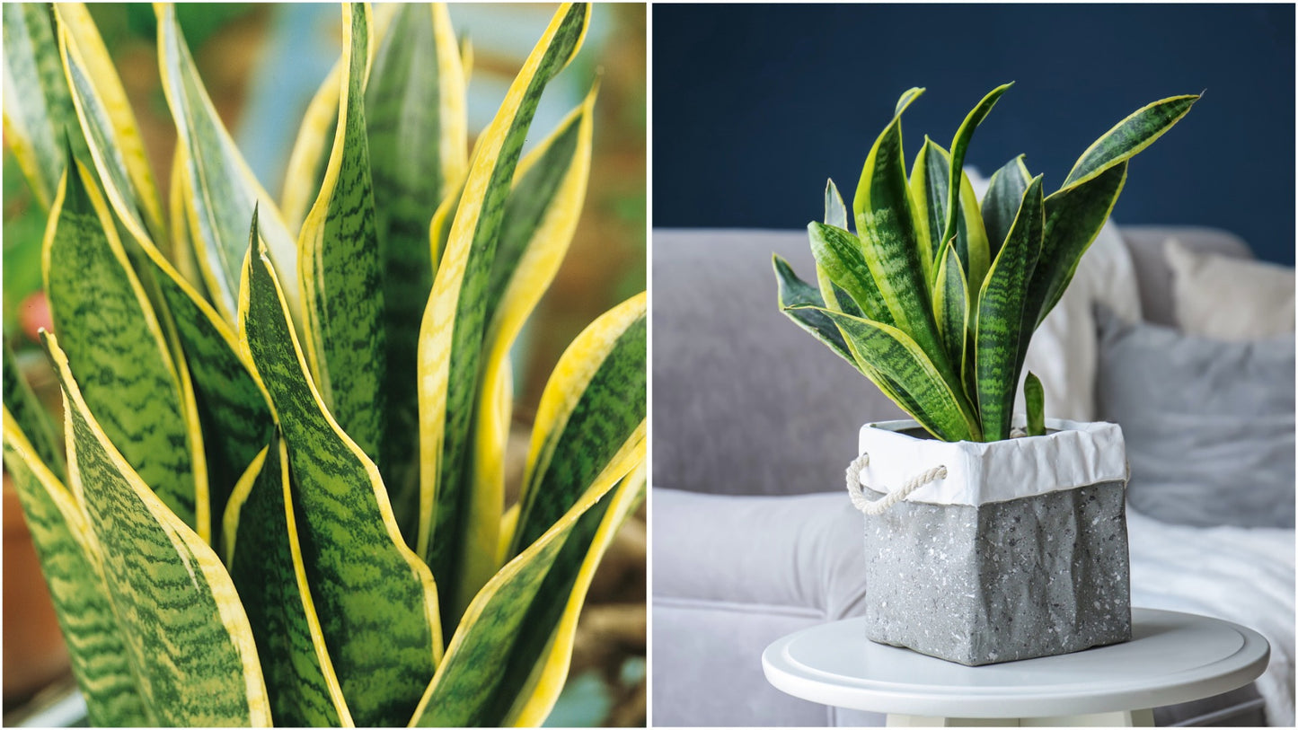 Snake Plant Mother-in-Law's Tongue Houseplant 2 pc. R132220