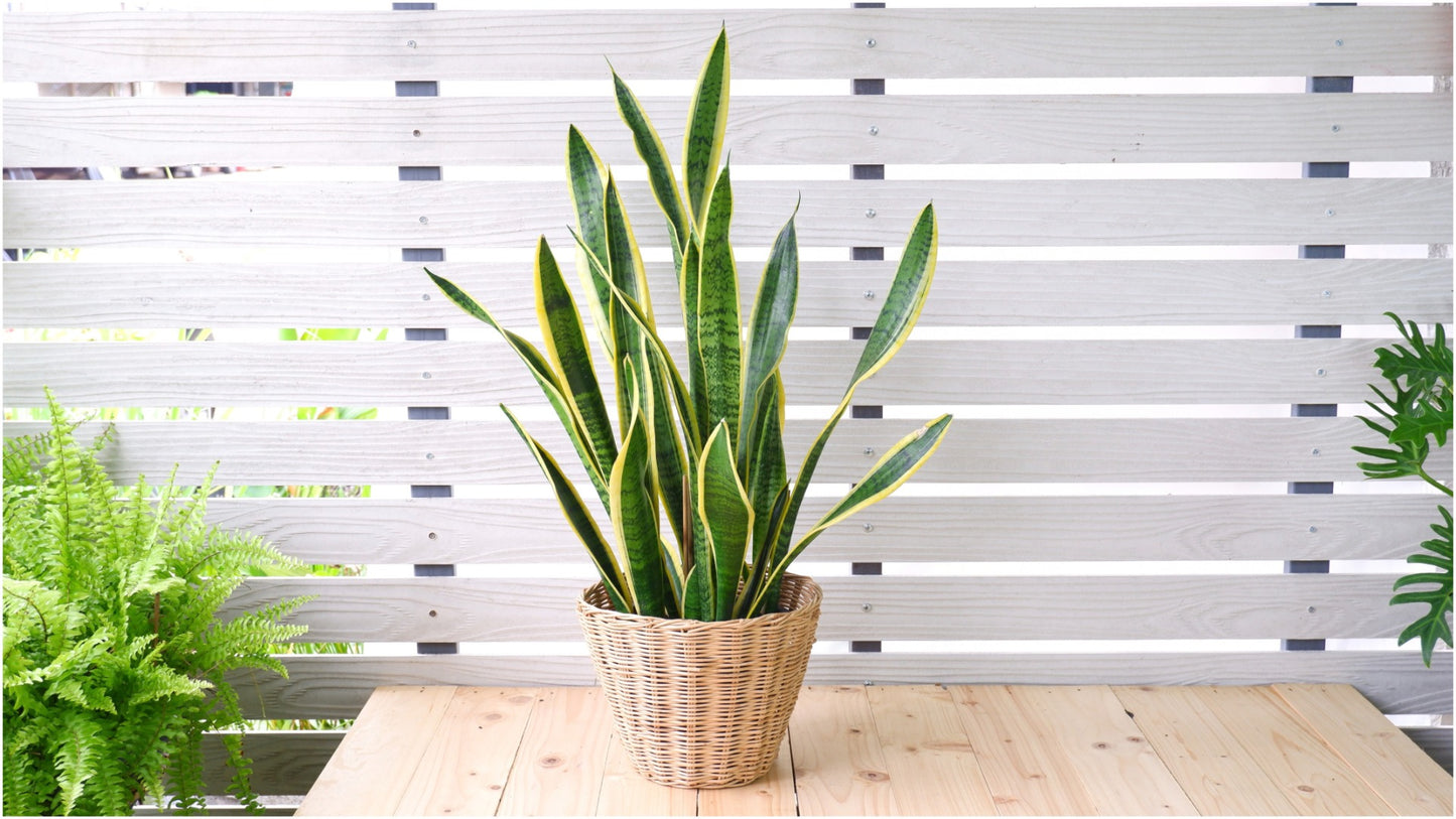 Snake Plant Mother-in-Law's Tongue Houseplant 2 pc. R132220