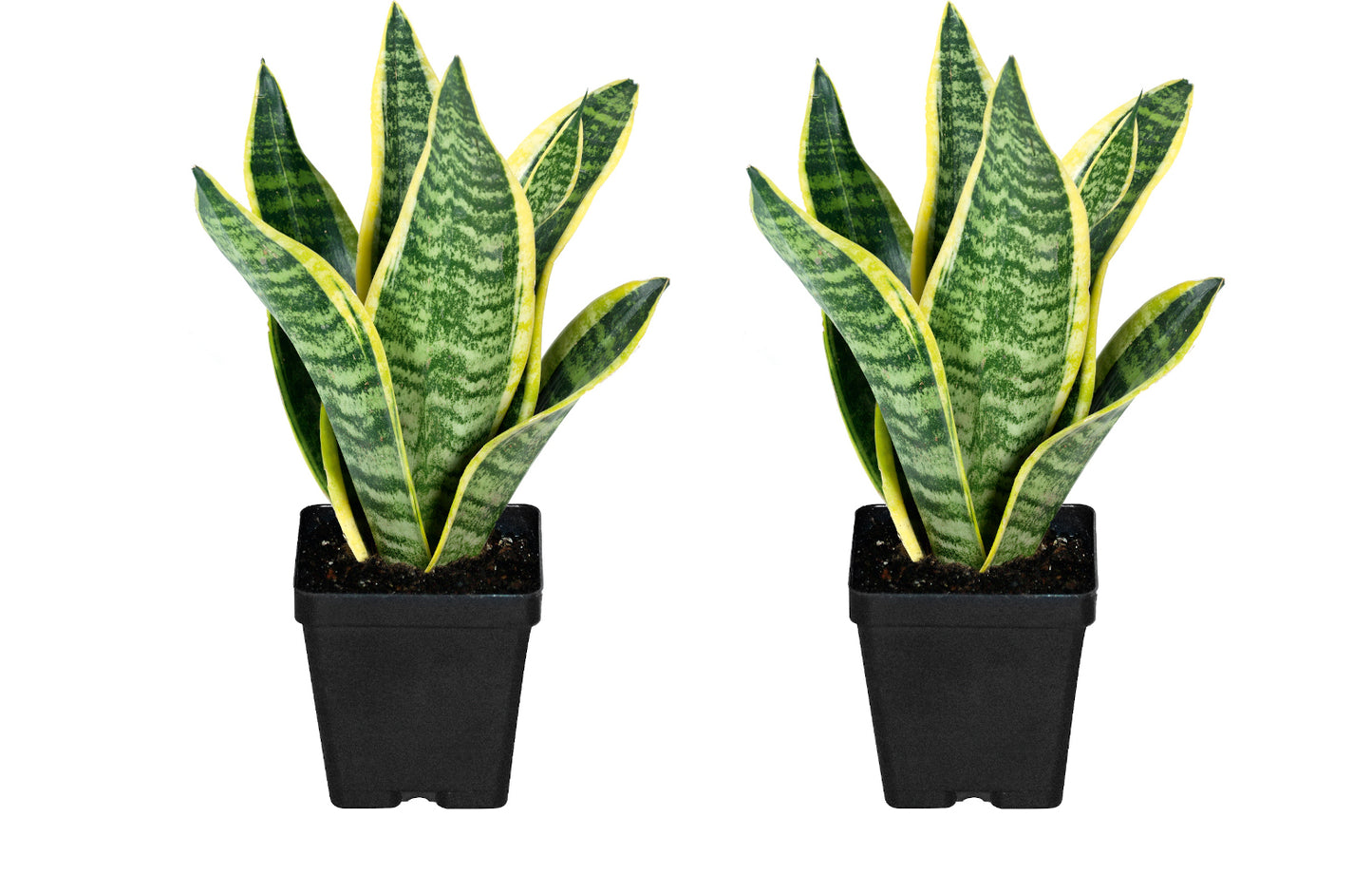 Snake Plant Mother-in-Law's Tongue Houseplant 2 pc. R132220