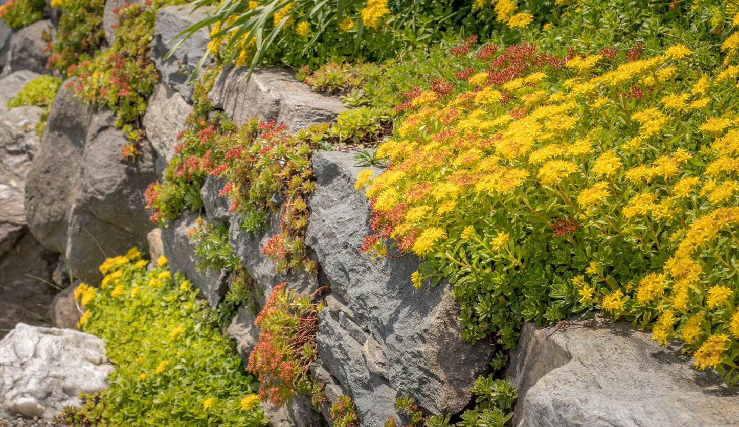 Succulent and Hardy Stonecrop Groundcovers 6 Pak R132151