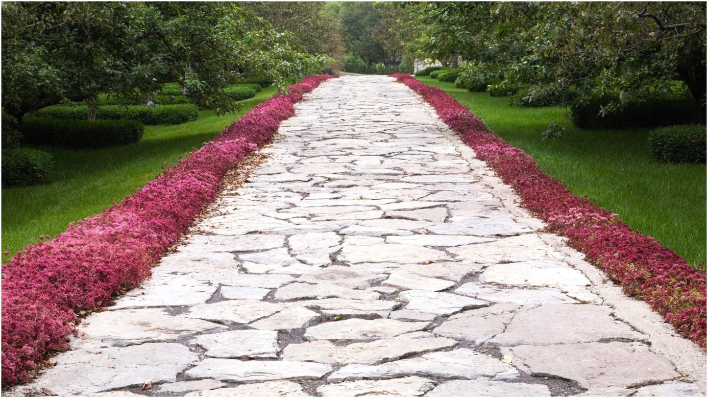 Succulent and Hardy Stonecrop Groundcovers 6 Pak R132151