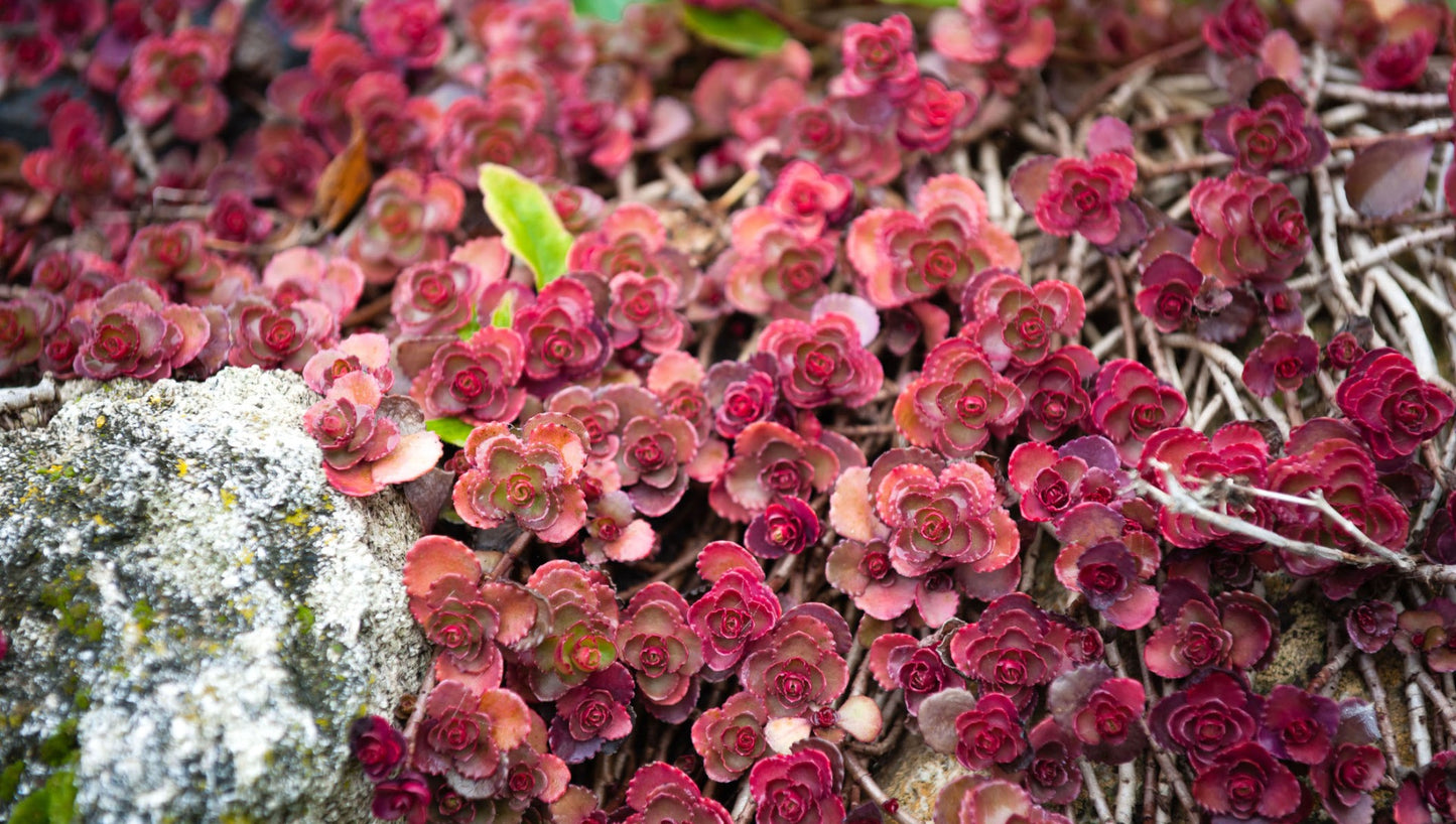 Succulent and Hardy Stonecrop Groundcovers 6 Pak R132151