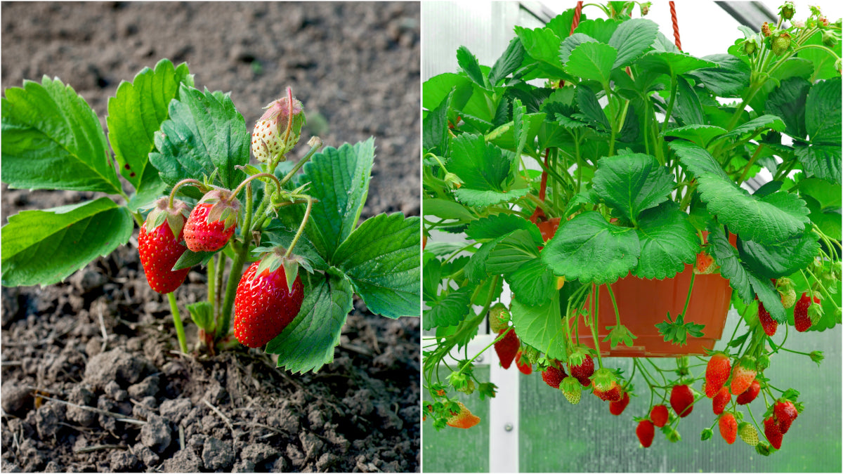 Everbearing Eversweet Strawberries 6 pc. R132074